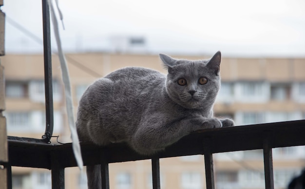 Frightened and surprised Gray cat looking up with wide-open eyes on white background