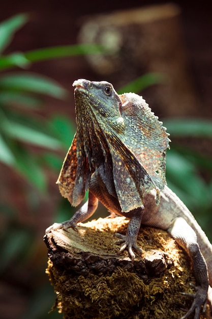 Frilled lizard