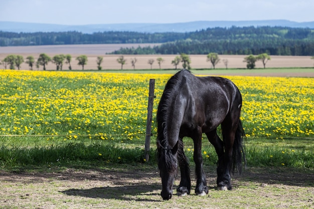 Photo frisian horse at spring meadow with dandelion flowers