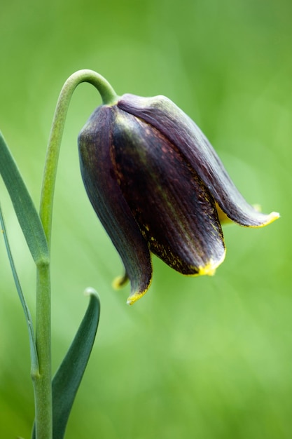 Fritillaira blooming in spring in the Pyrenees