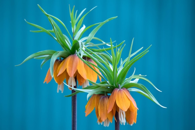 Fritillaria imperialis crown imperial fritillary or kaiser crown is a species of flowering plant in the lily family Fritillaria imperialis closeup