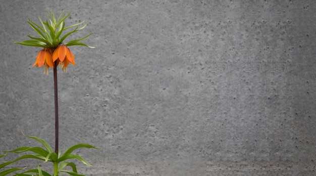 Fritillaria imperialis on a gray background of blurred concrete wall Spring flowers growing in the garden