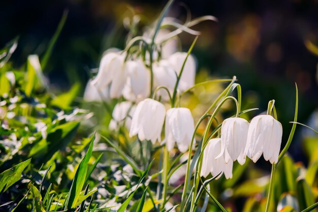 Fritillaria meleagris plants blooming in a spring garden