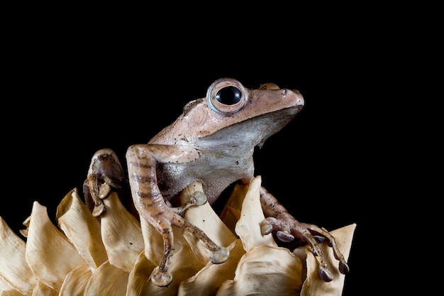 Frog on dry leaves with black background