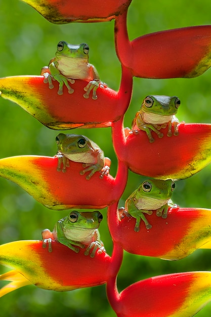 Frog Family sitting on a Heliconia