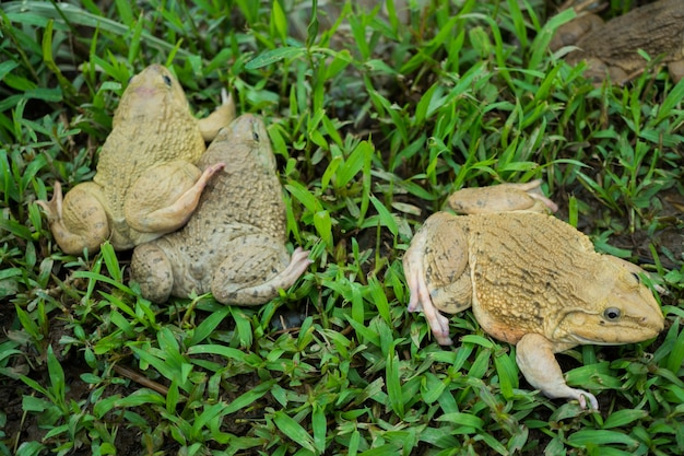 frog on the ground