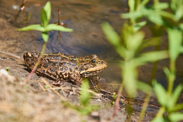 A frog is basking in the sun on the shore of the lake