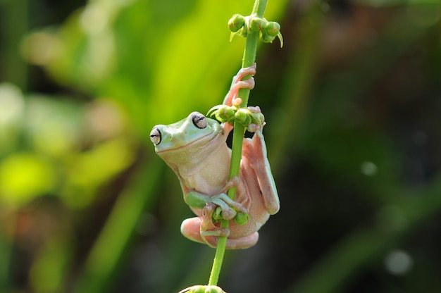 the frog is on the leaf stem