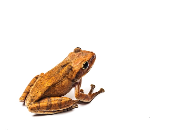 frog isolated on white background