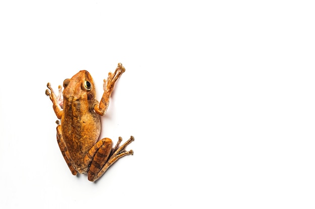 frog isolated on white background