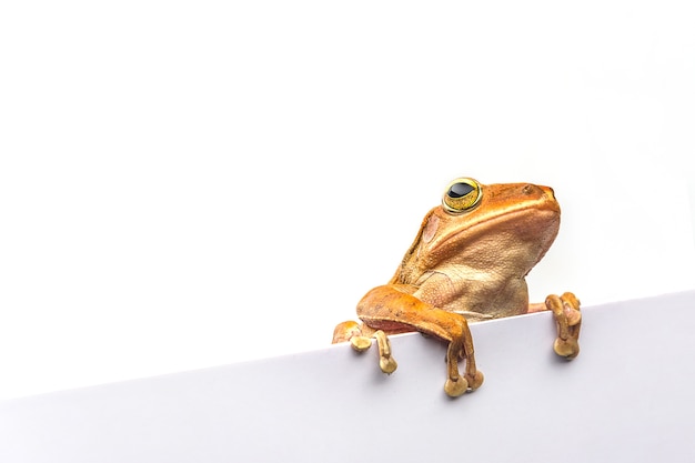 Photo frog isolated on white background