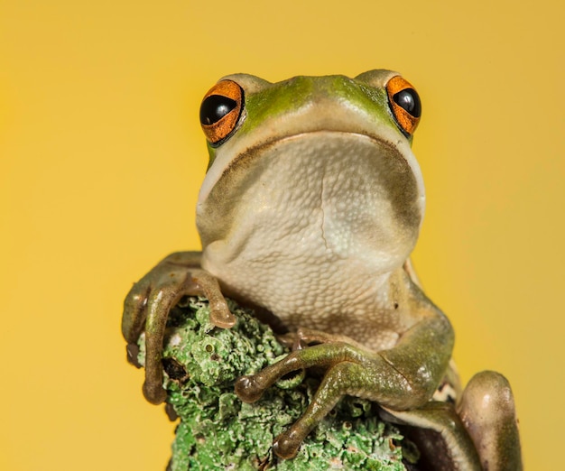 Photo frog la pampa argentina