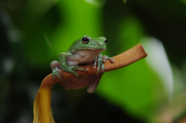 frog in the leaf frog in the grass