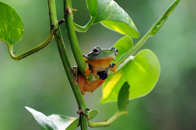 frog on a leaf tree frog flying frog frog on a leaf tree frog flying frog