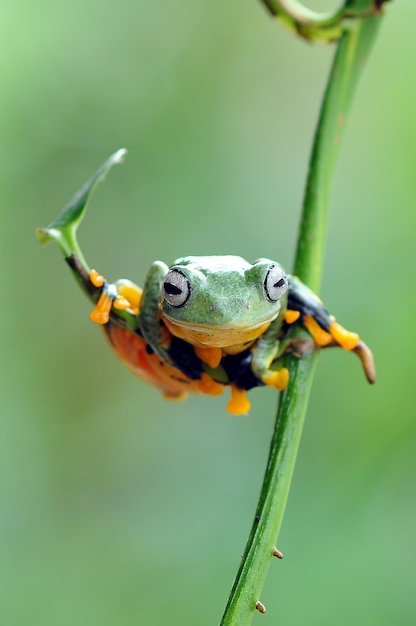 frog on a leaf tree frog flying frog frog on a leaf tree frog flying frog