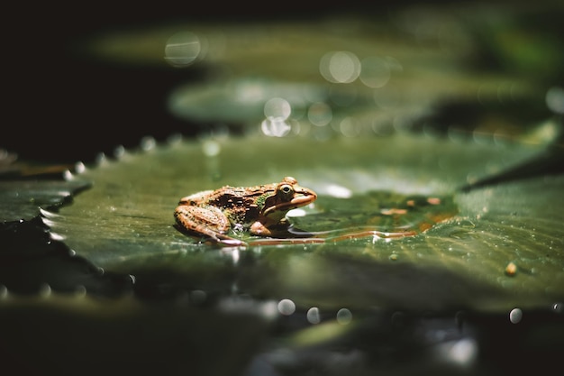 Photo frog on a leaf