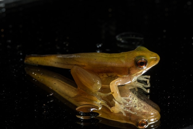 Frog puppet black background