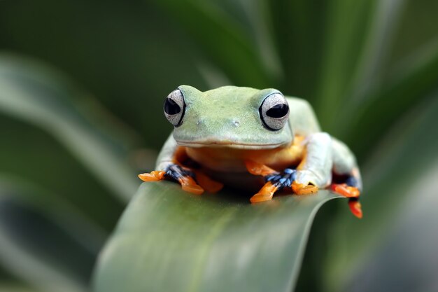 frog sitting on green leaves