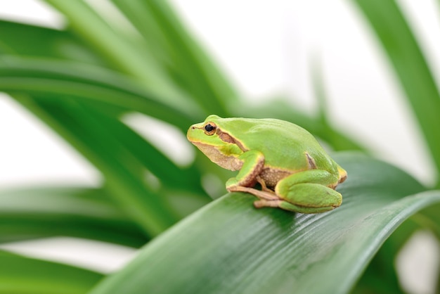 Frog sitting on a leaf