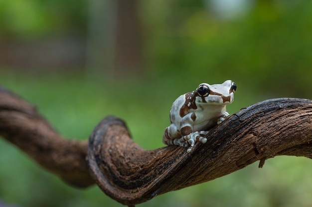 Photo a frog sitting on a tree branch