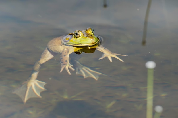 A frog in swamp while looking at you