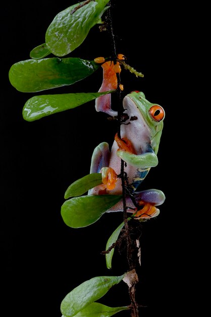 A frog that is hanging on a branch