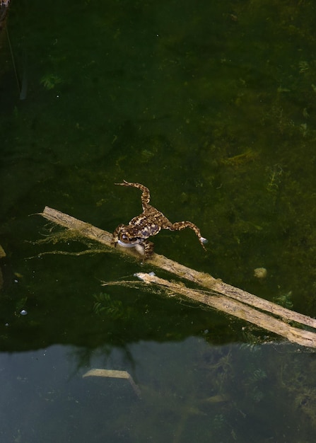 Frog in the water leaning on a reed