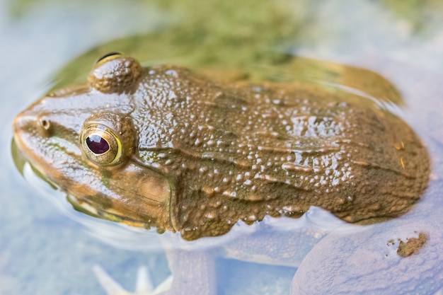 Frog in the water nature background