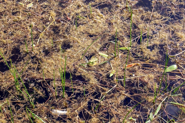 A frog in the water in a swampy area in the summer