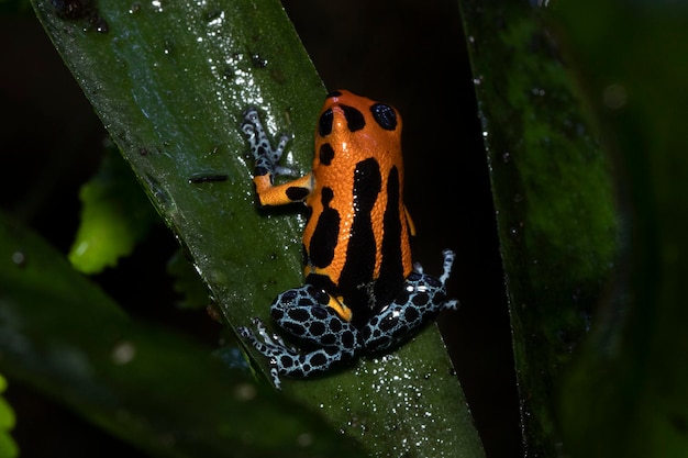 A frog with black spots on its back sits on a leaf.