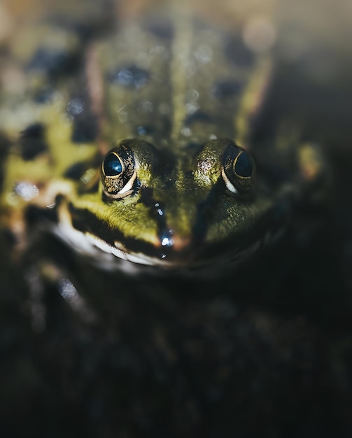 Photo a frog with a green face and white teeth