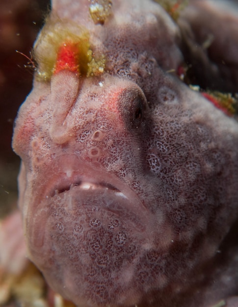 Frogfish in the coral reef