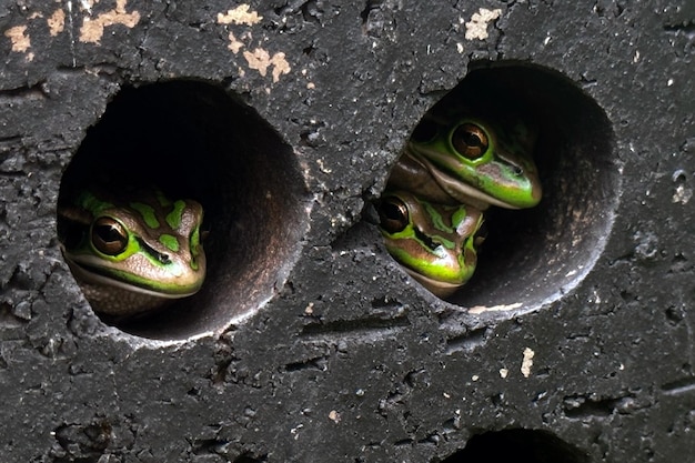 Frogs Hiding in Concrete Holes