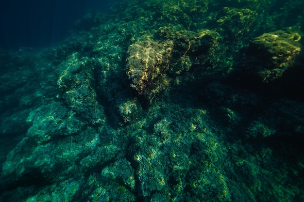 From above of bottom of clear blue ocean with rough coral reefs in daylight