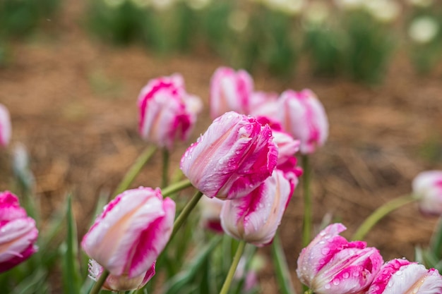 From above bright red tulips with green fresh leaves growing in flowerbed in spring in a field