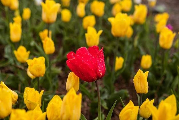 From above bright red tulips with green fresh leaves growing in flowerbed in spring in a field