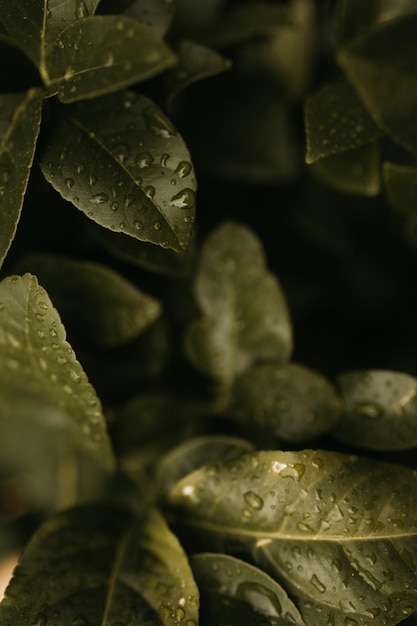 From above clean water drops on green leaves of plant in garden