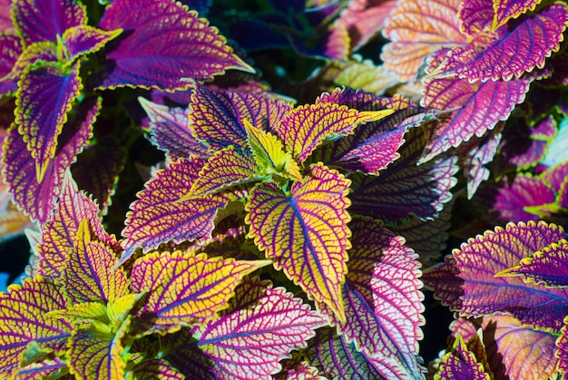  from colorful leaves, a beautiful plant