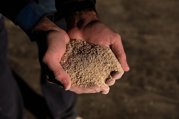 From above of crop anonymous male agronomist demonstrating handful of compound feed in countryside