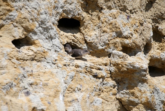 From the life of sand martin Riparia riparia