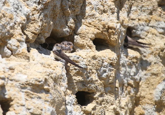 From the life of sand martin Riparia riparia