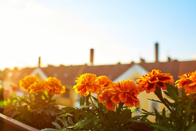 Front garden on the veranda Flowers in pots with a city on the background