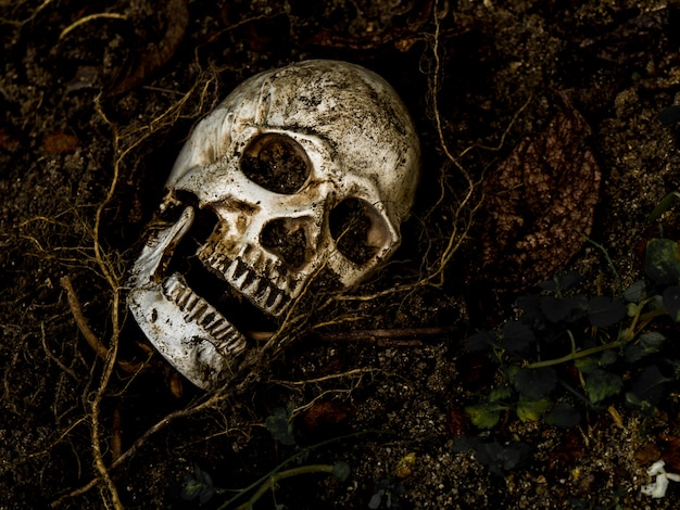 In front of human skull buried in the soil with the roots of the tree on the side.