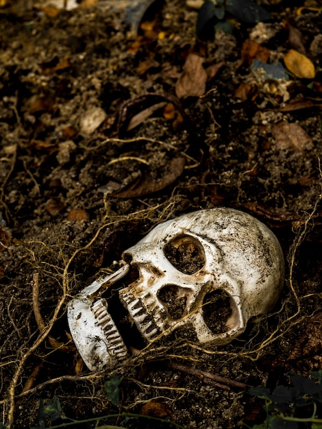 In front of human skull buried in the soil with the roots of the tree on the side.