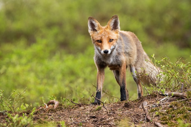 Front low angle view of a wild red fox standing on a horizon in mountains