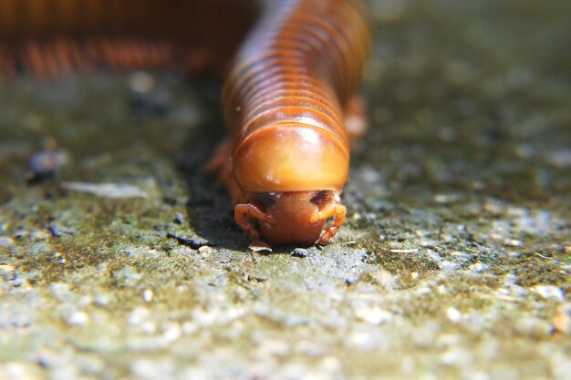 In front of the millipede