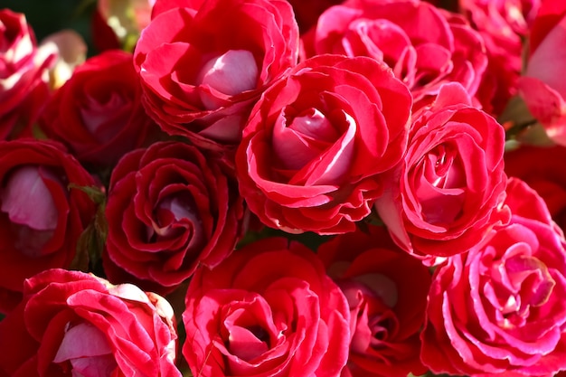 front top photo of artistic pink roses in the garden for background