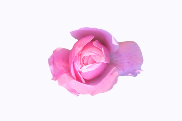 front top photo of a pink rose isolated on white background