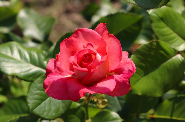 front top photography of a beautiful pink rose on a blurry green garden background