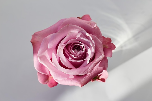 Front top photography of a beautiful pink rose on a white background studio shot